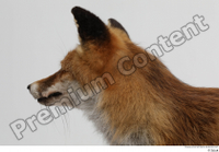  Red fox head 0005.jpg